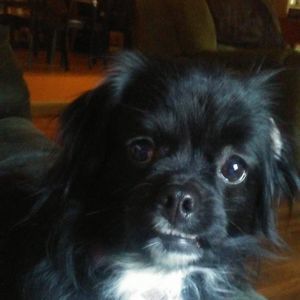 Meet your Posher, Martha